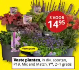 Tuinland Vaste plant aanbieding