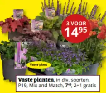 Tuinland Vaste plant aanbieding