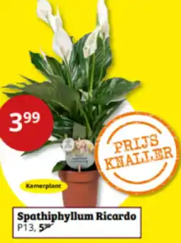 Tuinland Spathiphyllum Ricardo aanbieding
