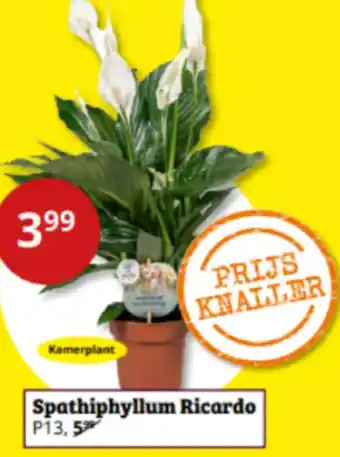 Tuinland Spathiphyllum Ricardo aanbieding
