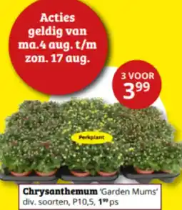 Tuinland Chrysanthemum 'Garden Mums' aanbieding