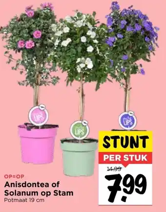 Vomar Voordeelmarkt Anisdontea of Solanum op stam aanbieding