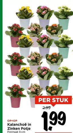 Vomar Voordeelmarkt Kalanchoë in Zinken Potje aanbieding