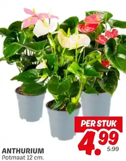 Dekamarkt Anthurium aanbieding