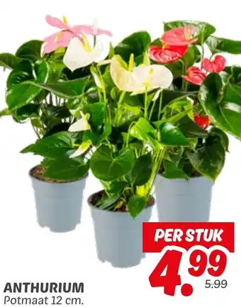Dekamarkt Anthurium aanbieding