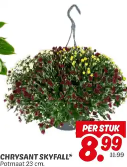 Dekamarkt Chrysant skyfall aanbieding