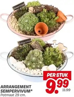 Dekamarkt Arrangement sempervivum aanbieding