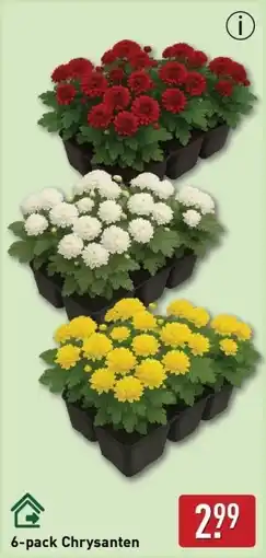 ALDI Chrysanten aanbieding