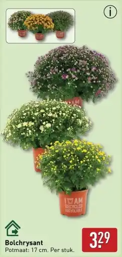 ALDI Bolchrysant aanbieding