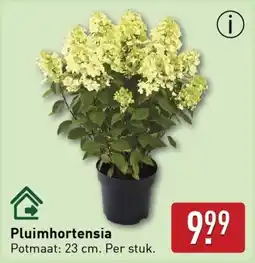 ALDI Pluimhortensia aanbieding