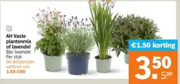 Albert Heijn AH Vaste plantenmix of lavendel aanbieding