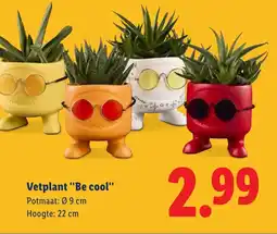 Lidl Vetplant "Be cool" aanbieding
