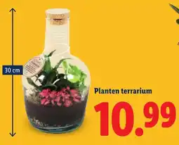 Lidl Planten terrarium aanbieding