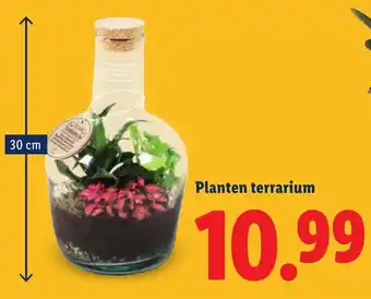 Lidl Planten terrarium aanbieding