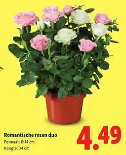 Lidl Romantische rozen Romantische rozen duo Potmaat: 0 14 cm Hoogte: 34 cm aanbieding