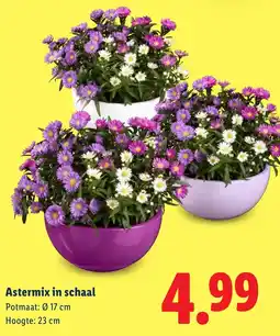 Lidl Astermix in schaal aanbieding