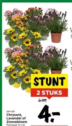 Vomar Voordeelmarkt Chrysant, Lavendel of Zonnebloem aanbieding