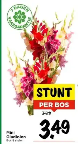 Vomar Voordeelmarkt Mini Gladiolen aanbieding