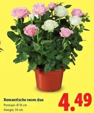 Lidl Romantische rozen duo aanbieding