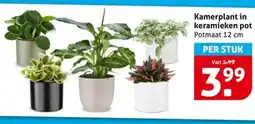 Hoogvliet Kamerplant in keramieken pot aanbieding