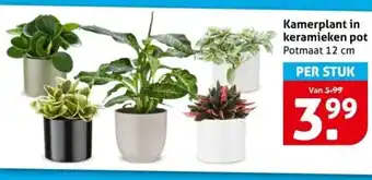 Hoogvliet Kamerplant in keramieken pot aanbieding