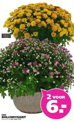 Ranzijn BOLCHRYSANT aanbieding