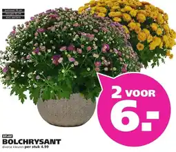 Ranzijn BOLCHRYSANT aanbieding