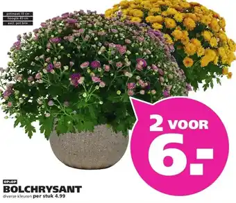 Ranzijn BOLCHRYSANT aanbieding