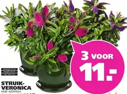 Ranzijn STRUIK- VERONICA HEBE ADDENDA aanbieding