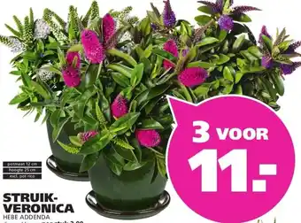 Ranzijn STRUIK- VERONICA HEBE ADDENDA aanbieding