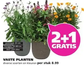 Ranzijn VASTE PLANTEN aanbieding