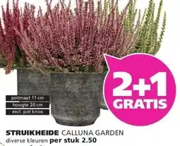 Ranzijn STRUIKHEIDE CALLUNA GARDEN aanbieding