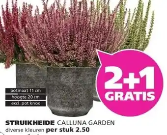 Ranzijn STRUIKHEIDE CALLUNA GARDEN aanbieding