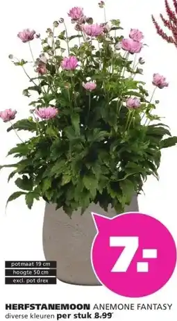 Ranzijn HERFSTANEMOON ANEMONE FANTASY aanbieding