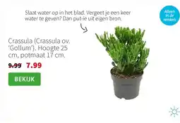 Intratuin Crassula aanbieding