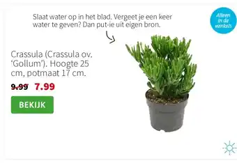 Intratuin Crassula aanbieding