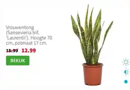 Intratuin Vrouwentong aanbieding
