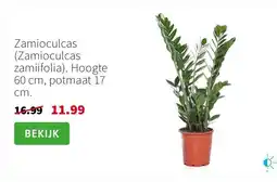Intratuin Zamioculcas aanbieding