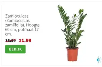 Intratuin Zamioculcas aanbieding