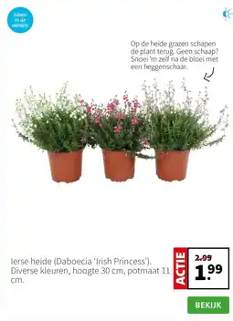 Intratuin Ierse heide aanbieding