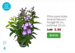 Intratuin Phlox paniculata aanbieding