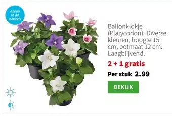 Intratuin Ballonklokje aanbieding