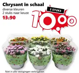 CoopCompact Chrysant in schaal aanbieding