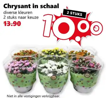 CoopCompact Chrysant in schaal aanbieding