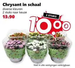 Coop Chrysant in schaal aanbieding