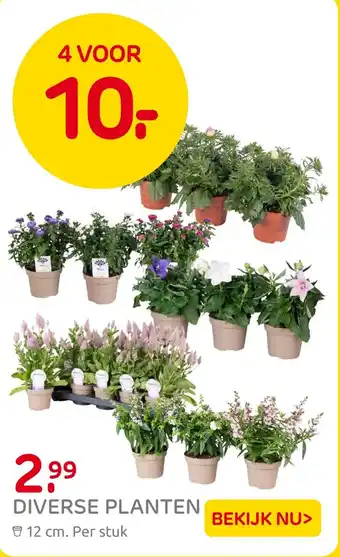 Praxis Diverse planten aanbieding