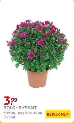 Praxis Bolchrysant aanbieding