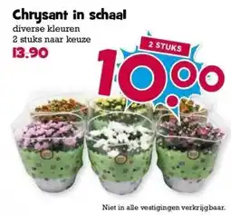 Boon`s Markt Chrysant in schaal aanbieding
