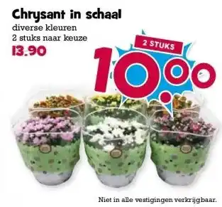 Boon`s Markt Chrysant in schaal aanbieding