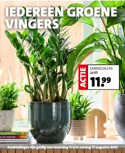 Intratuin Zamioculcas aanbieding